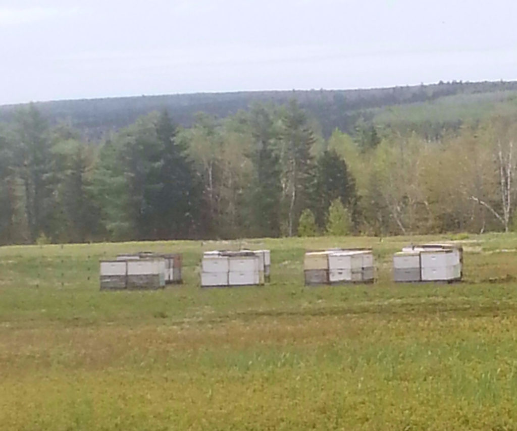Pollination Services Pollination Services