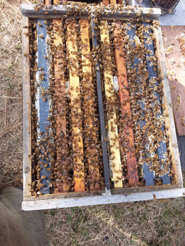 New England Apiaries New England Apiaries