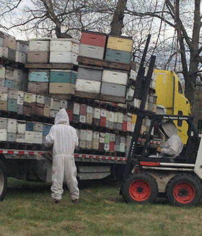 Local honey from beehives throughout New England and New York Local honey from beehives throughout New England and New York