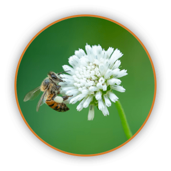 Pollination Pollination