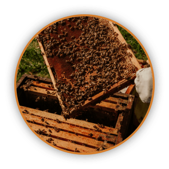 Bees Bees